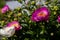 Closeup shot of cute common peonies under the sunlight