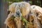 Closeup shot of a cute cream camel eating yellow flowers