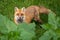 Closeup shot of a cute curious wild fox sneaking into a garden