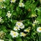 Closeup shot of cute daisies under the sunlight