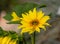 Closeup shot of cute daisies under the sunlight