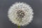 Closeup shot of a cute dandelion under the sunlight