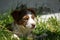 Closeup shot of a cute dog lying on the grass under the shades