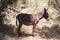 Closeup shot of a cute donkey standing on the dry grass in the field in San Teodoro, Sardinia