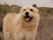 Closeup shot of a cute Dutch Smoushond dog standing on a rock