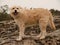 Closeup shot of a cute Dutch Smoushond dog standing on a rock