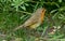 Closeup shot of a cute European robin bird