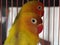 Closeup shot of cute Fischer\\\'s lovebirds in a cage