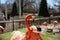 Closeup shot of a cute flamingo with others in the blurry background