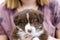 Closeup shot of a cute fluffy border collie puppy