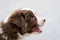 Closeup shot of a cute fluffy border collie puppy