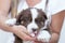 Closeup shot of a cute fluffy border collie puppy