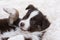 Closeup shot of a cute fluffy border collie puppy