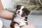 Closeup shot of a cute fluffy border collie puppy