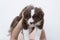 Closeup shot of a cute fluffy border collie puppy