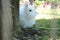 Closeup shot of a cute fluffy bunny