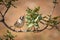 Closeup shot of a cute fluffy Common remez bird on a branch on a blurred background