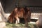 Closeup shot of a cute fluffy Shetland pony eating hay in the barn