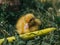 Closeup shot of a cute fuzzy duckling sitting in the grass next to a yellow watering hose