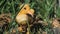 Closeup shot of a cute fuzzy yellow duckling walking between the green grass leaves