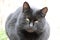 Closeup shot of a cute gray Chartreux cat on a blurred background