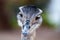 Closeup shot of a cute Greater rhea isolated on a blurred background