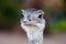 Closeup shot of a cute Greater rhea isolated on a blurred background