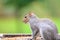Closeup shot of a cute grey squirrel against the blurry background