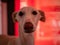 Closeup shot of a cute greyhound dog in a red background