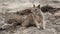 Closeup shot of a cute ground squirrel looking for food on the beach