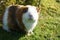 Closeup shot of cute guinea pig on green grass ground