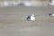 Closeup shot of a cute gull lying on the sand at the beach