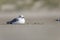 Closeup shot of a cute gull lying on the sand at the beach