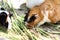 Closeup shot of cute hamsters eating green grass