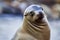 Closeup shot of a cute Harbor seal portrait on a sandy beach with a blurred sky