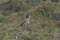 Closeup shot of a cute horned lark bird sitting on a branch with blurred background