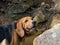 Closeup shot of a cute hunting dog in the rocks