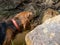 Closeup shot of a cute hunting dog in the rocks