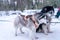 Closeup shot of cute huskies in a snowy forest