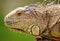 Closeup shot of a cute iguana with a blurred background