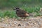 Closeup shot of a cute killdeer bird standing on the soil