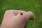 Closeup shot of a cute ladybug sitting on man\'s hand