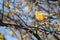 Closeup shot of a cute little fluffy common redstart perched on a tree branch