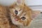 Closeup shot of a cute little ginger kitten with grey eyes lounging on the porch