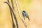 Closeup shot of a cute little gray catbird sitting on a wooden stick with yellow background