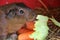 Closeup shot of a cute little Guinea pig eating a cabbage leaf