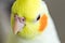 Closeup shot of a cute lutino cockatiel on a blurred background