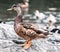 Closeup shot of a cute mallard duck standing on a rock in the middle of a lake