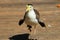 Closeup shot of a cute Masked lapwing bird on a blurred background