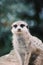 Closeup shot of a cute meerkat looking at the camera